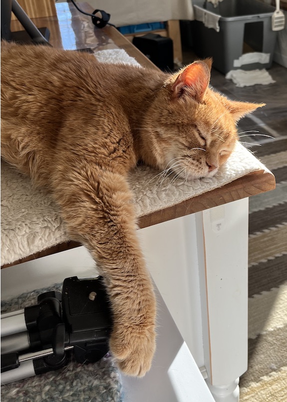 Cat Purr Therapy For Endocrine Disorders Reference: Purr Therapy